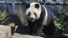 Ueno Zoological Gardens
(Ueno Zoo)の写真