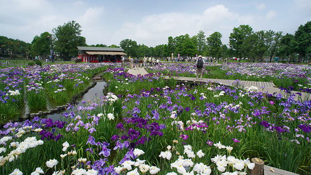 水元公園