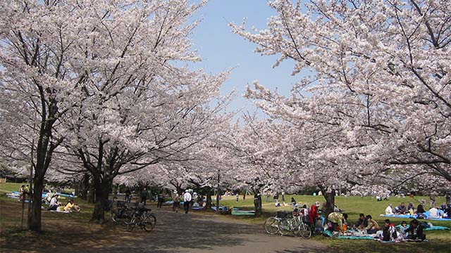 大井埠头中央海滨公园运动的森林