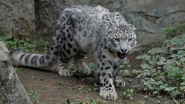 Tama Zoological Park (Tama Zoo)