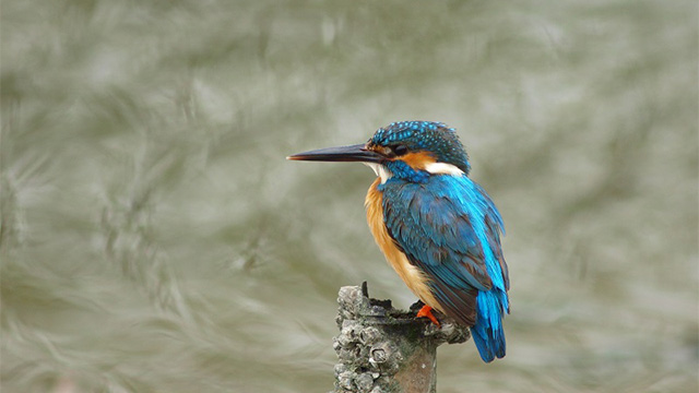 Tokyo Port Wild Bird Park