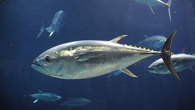 Tokyo Sea Life Park