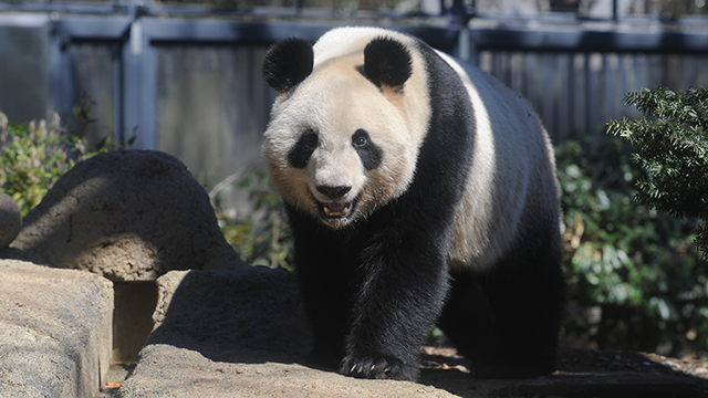 Ueno Zoological Gardens
 (Ueno Zoo)