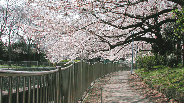 Zenpukuji-ryokuchi Park 